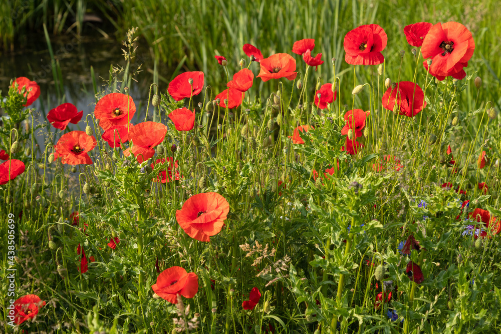 Fototapeta premium Red wild poppies bloom in the meadow fields.