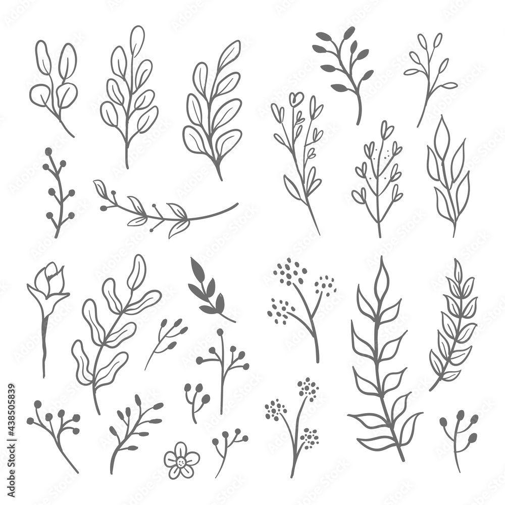 Fototapeta Floral graphic elements vector set. Flowers and plants hand drawn illustrations. Leaves and branches.