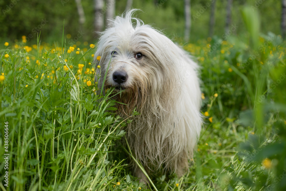 The dog walks in nature. White shaggy terrier. The dog walks in nature. White shaggy terrier.