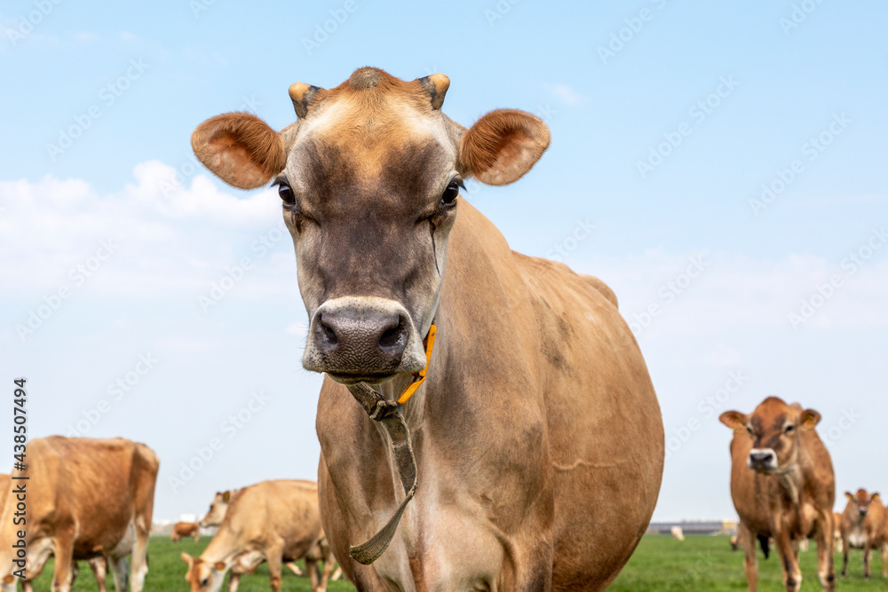 Jersey cow headshot looking innocent in a green pasture with in de background a herd and the horizon. Jersey cow headshot looking innocent in a green pasture with in de background a herd and the horizon.