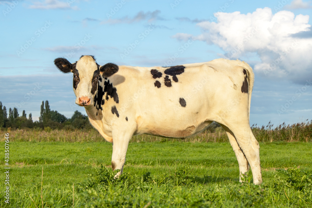 Cow at sunset, young, standing on green grass in a field, pasture in the Netherlands, and a blue sky. Cow at sunset, young, standing on green grass in a field, pasture in the Netherlands, and a blue sky.