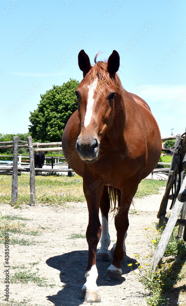 Belly Shape Clues Is Your Mare Pregnant Or Just Fat - 6p2no3t