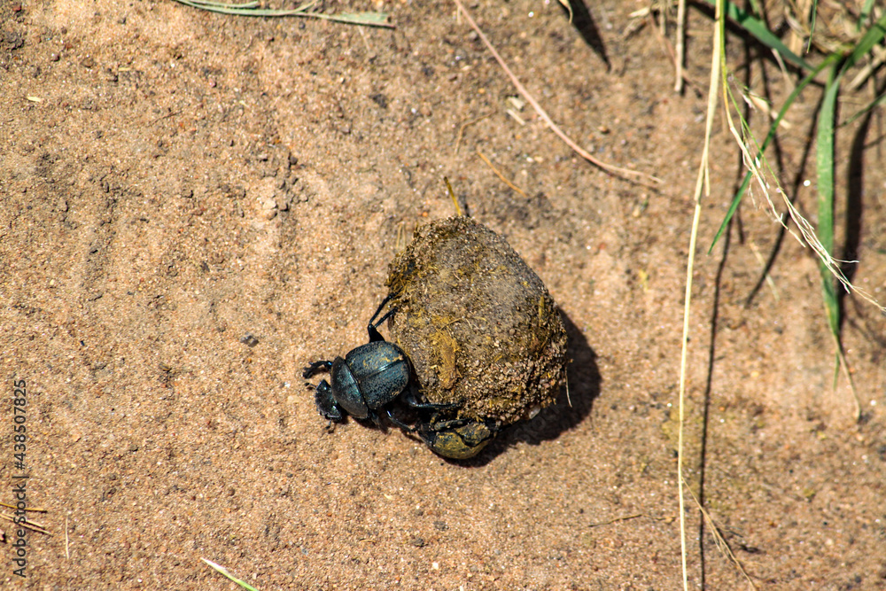 Obraz premium Maasai Mara National Park Safari Tour
