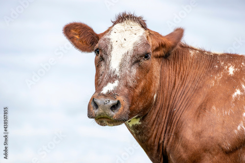 Cow looking into the camera, dual purpose red and white head shot with dreamy eyes calm friendly expression and pale blue background. © Clara