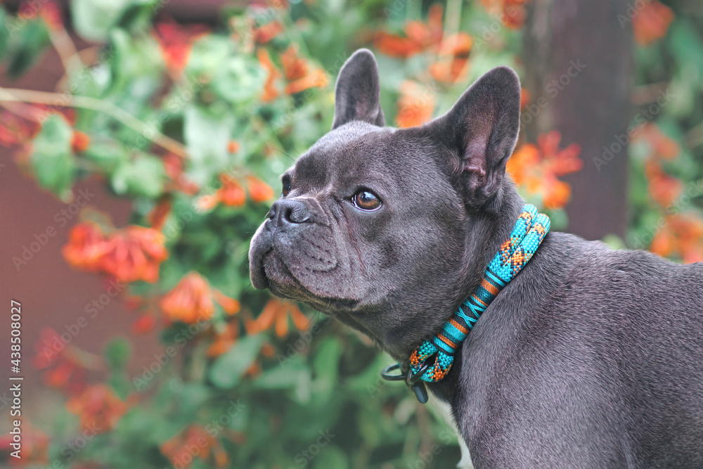 Black French Bulldog dog wearing rope collar in front of blurry flowers