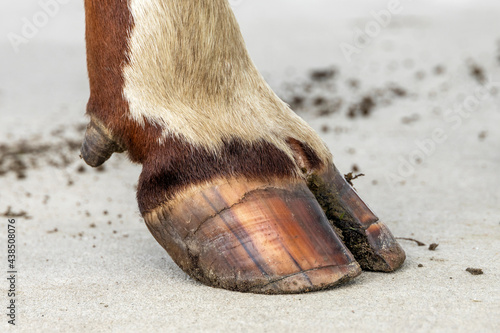 Hoof of a dairy cow standing on a path, red and white fur