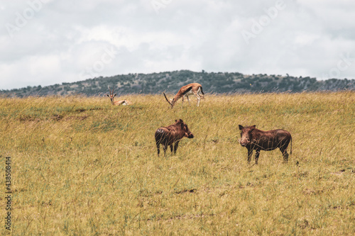 Maasai Mara National Park Safari Tour