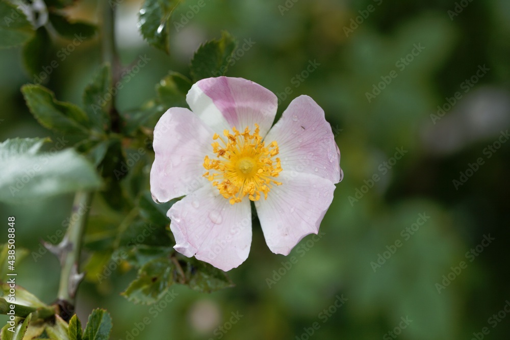 Obraz premium Flower of a dog rose, Rosa canina.