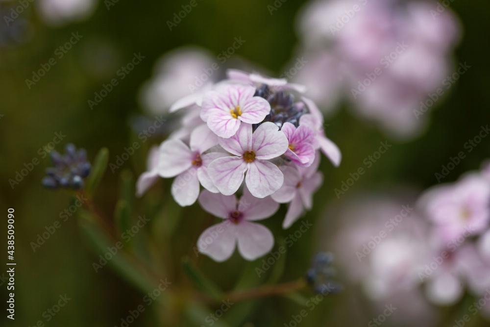 Persian candytuft, Aethionema coridifolium Persian candytuft, Aethionema coridifolium