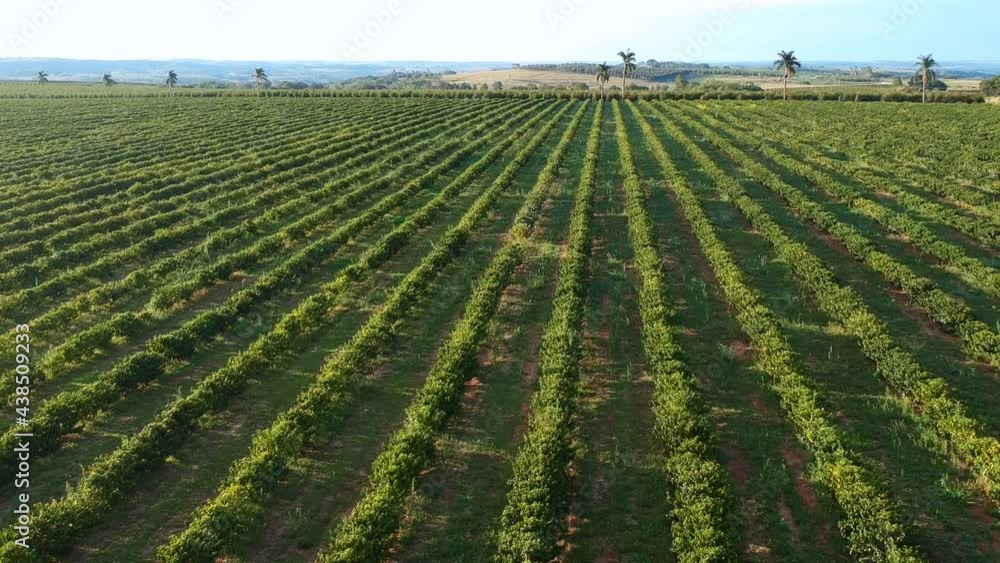 aerial view of green coffee field in Brazil aerial view of green coffee field in Brazil