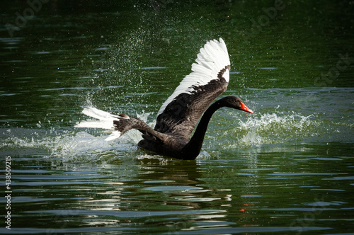 Fototapeta Naklejka Na Ścianę i Meble -  Nice black swan sweeming on summer lake with water splashes nature