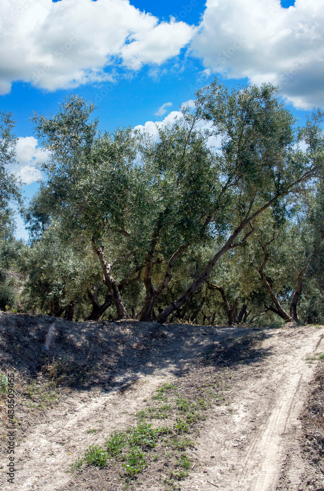 Andalusian agriculture Andalusian agriculture