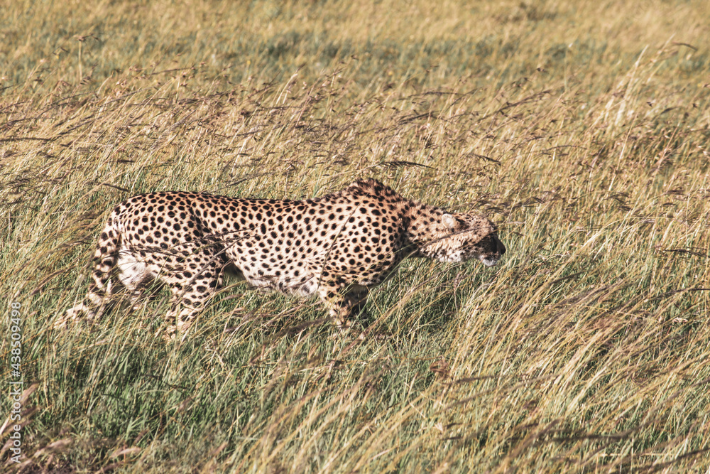 Fototapeta premium Maasai Mara National Park Safari Tour