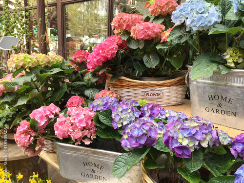 Obraz na plátne Blooming hydrangea of ​​different colors is in pots by the shop window
