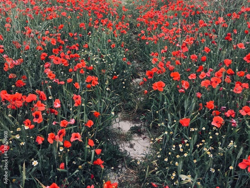 A path in a blooming poppy field.