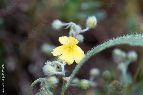 Hoary rockrose, Helianthemum oelandicum photo