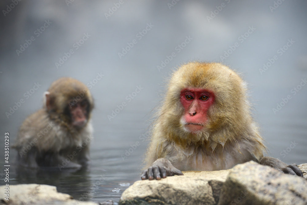 snow monkey