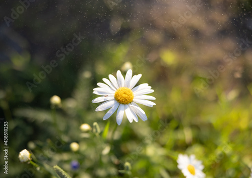 daisy in the field photo