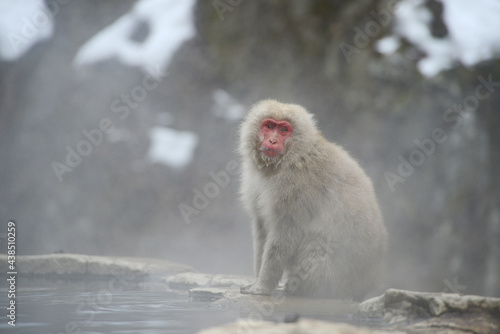 snow monkey