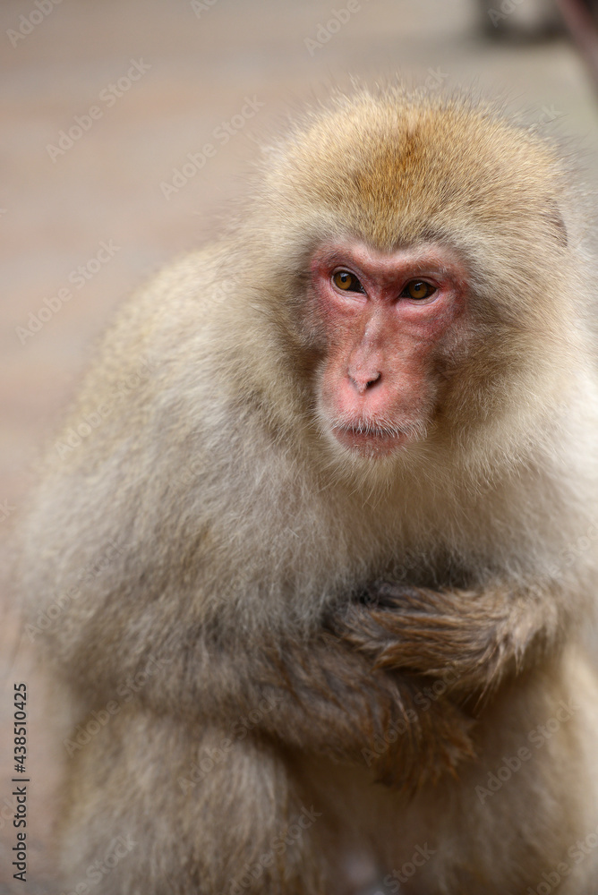 snow monkey snow monkey