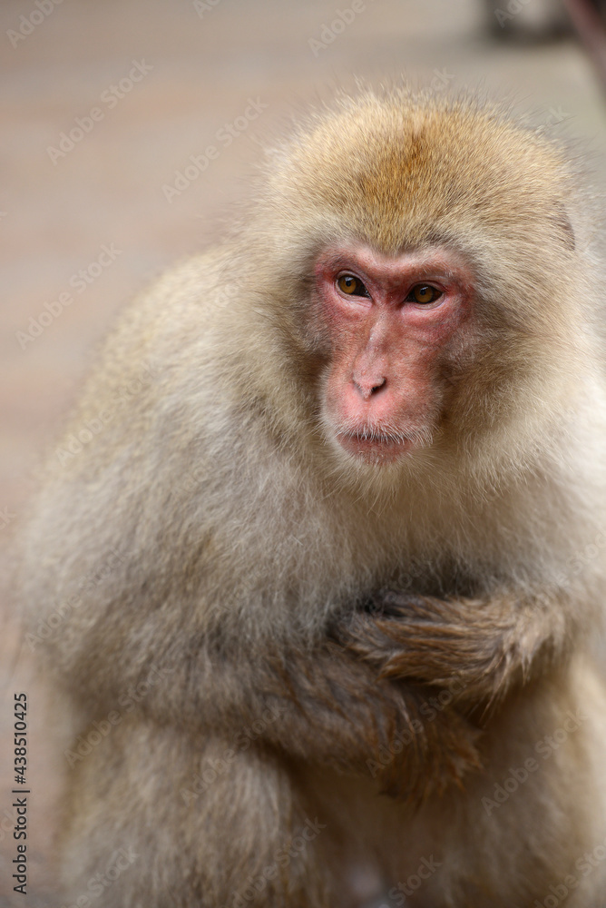 snow monkey