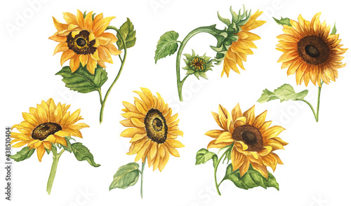 Watercolor Sunflowers Clipart. Hand Drawn Sunflowers on White Background. Farmhouse Yellow Flower Illustration. © Екатерина Сумченко