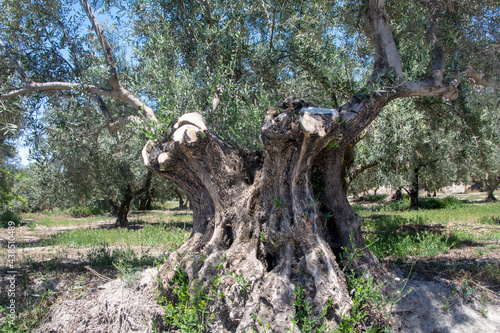 Andalusian agriculture