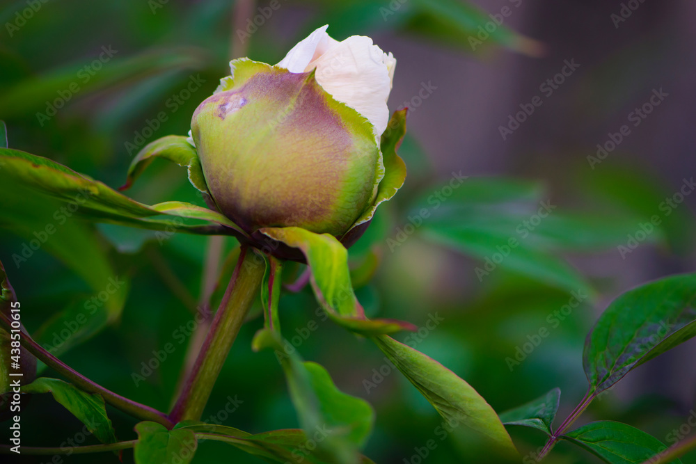 Paeonia bud. Close-up of bud and green leaves on a pink peony bush in the garden, paeonia lactiflora. late spring or early summer. floral natural background Paeonia bud. Close-up of bud and green leaves on a pink peony bush in the garden, paeonia lactiflora. late spring or early summer. floral natural background