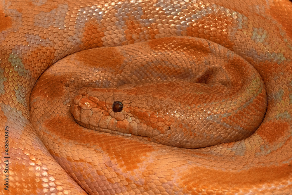 Fototapeta premium close up of a snake