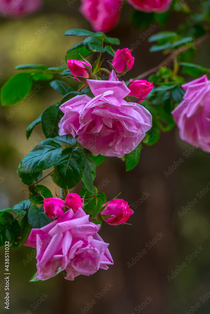 pink climbing garden rose on a green background