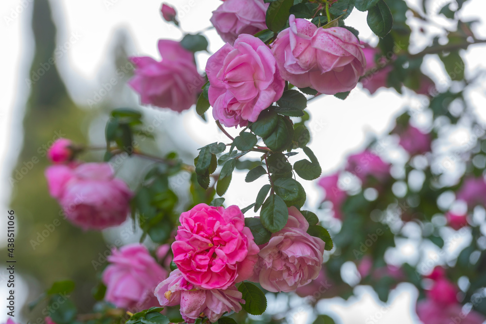 pink climbing garden rose on a green background