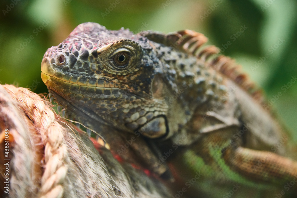 Fototapeta premium close up of iguana