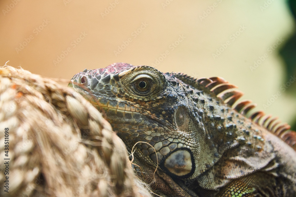portrait of iguana portrait of iguana