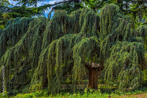 Cedrus atlantica Glauca Pendula in summer park photo