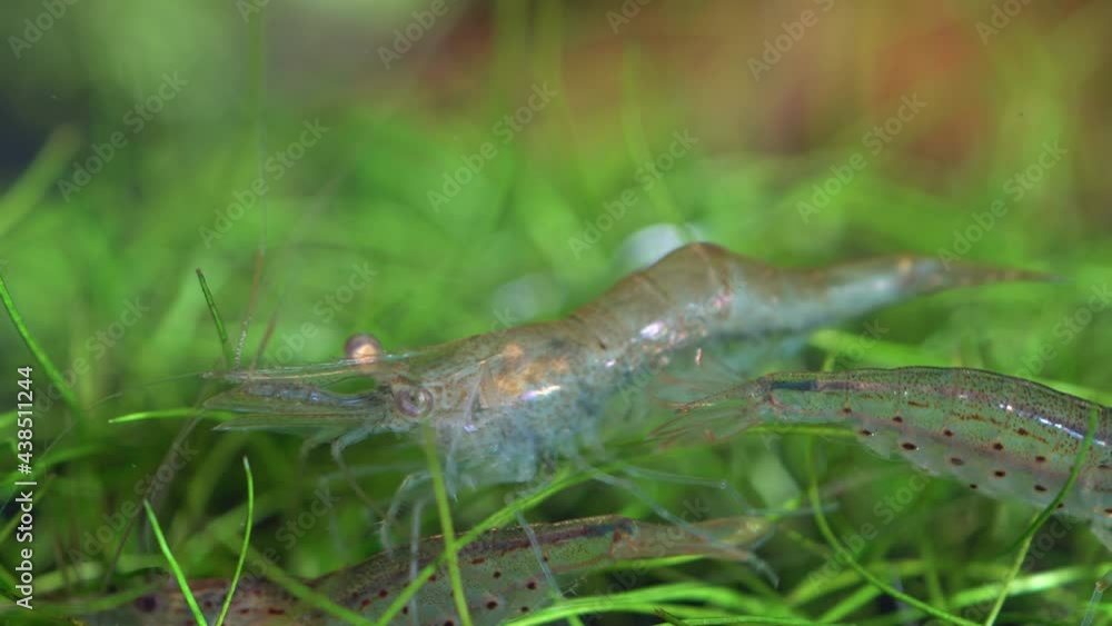 Freshwater ghost shrimp macro shot, or opaque glass shrimp with crooked back tail. Algae-eating Pinocchio shrimp, Palaemonetes paludosus feeders. Close up with very shallow depth of field. Freshwater ghost shrimp macro shot, or opaque glass shrimp with crooked back tail. Algae-eating Pinocchio shrimp, Palaemonetes paludosus feeders. Close up with very shallow depth of field.