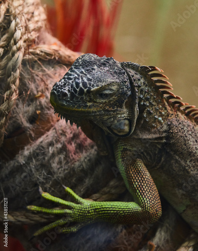 iguana on a tree