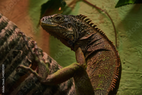 iguana on a tree