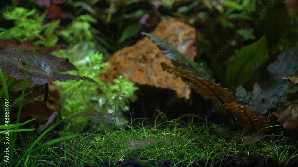 Planted freshwater hobby aquarium with green plants and shrimp fish. Beautiful fish tank aqua and landscape. Underwater weeds are red tiger lotus, Nypmhaea, Zenkeri, dwarf hair grass and more. Planted freshwater hobby aquarium with green plants and shrimp fish. Beautiful fish tank aqua and landscape. Underwater weeds are red tiger lotus, Nypmhaea, Zenkeri, dwarf hair grass and more.