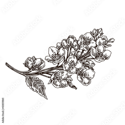 Branch of jasmine flowers. Sketch. Engraving style. Vector illustration.