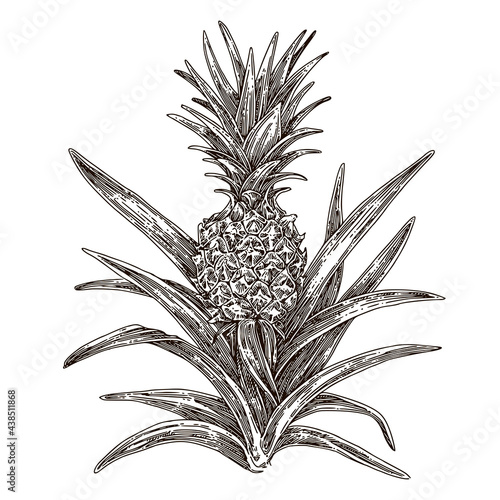 Pineapple bush. Sketch. Engraving style. Vector illustration.
