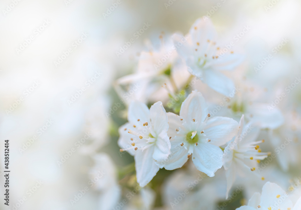 flowers flowers
