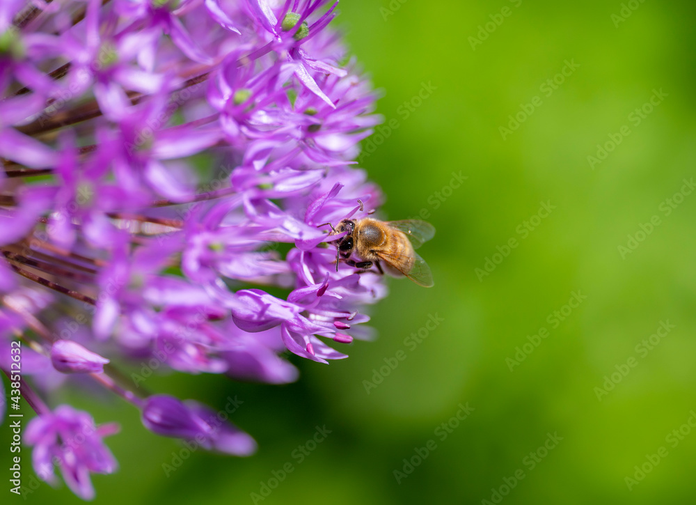 bee on flower bee on flower