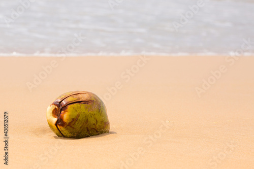 Big coconut on the sand by the ocean