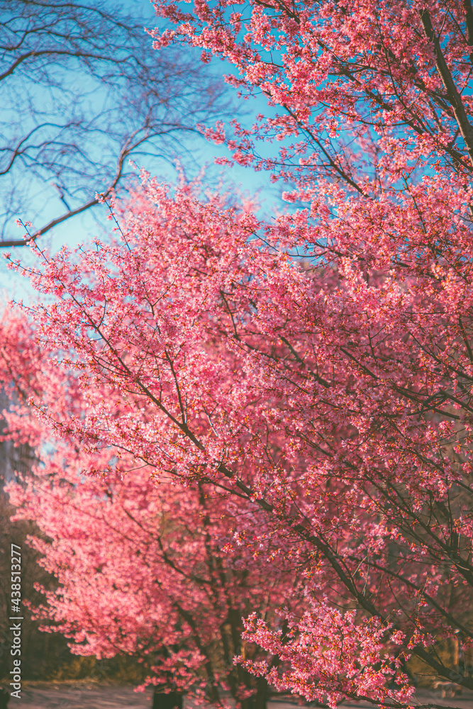 Spring Flowers, Cherry Blossoms, Nature, Spring Nature Colors Spring Flowers, Cherry Blossoms, Nature, Spring Nature Colors