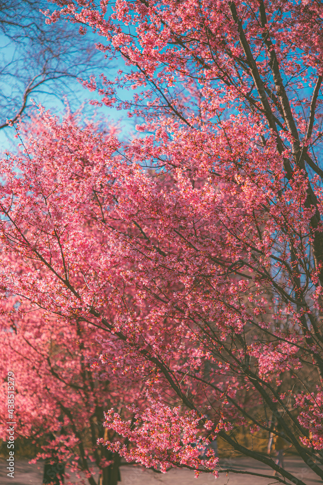 Spring Flowers, Cherry Blossoms, Nature, Spring Nature Colors