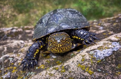 The European pond turtle (Emys orbicularis) on the stone at the park