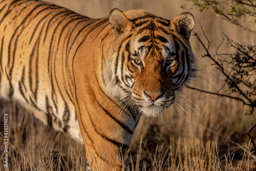 Tiger portrait, standing, warm light and background of grassy plain.