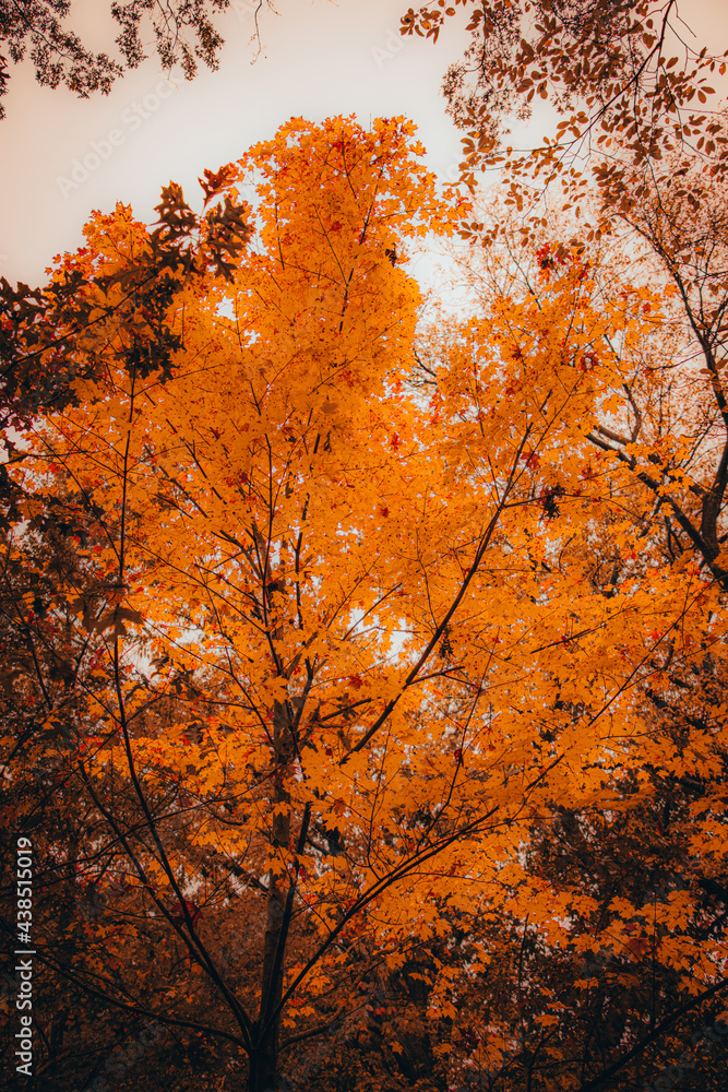 Autumn Photography, Nature, Fall Photography, Nature Photos, Autumn weather, Autumn Colors, Fall Colors Autumn Photography, Nature, Fall Photography, Nature Photos, Autumn weather, Autumn Colors, Fall Colors