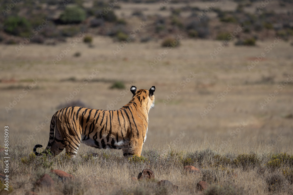 Fototapeta premium TIger, bottom left corner of image, looks down over a grassy plain, back view of whole animal 