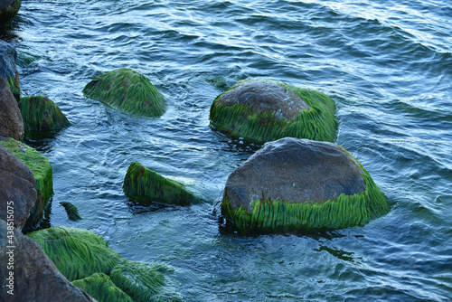 Trawa morska na kamieniach 